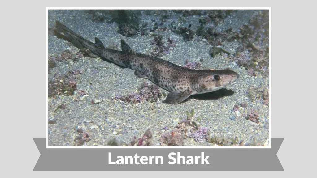 Lantern Shark