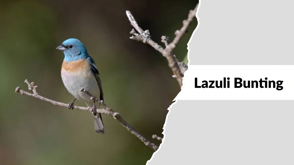 Lazuli Bunting