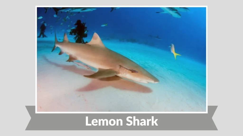 Lemon Shark
