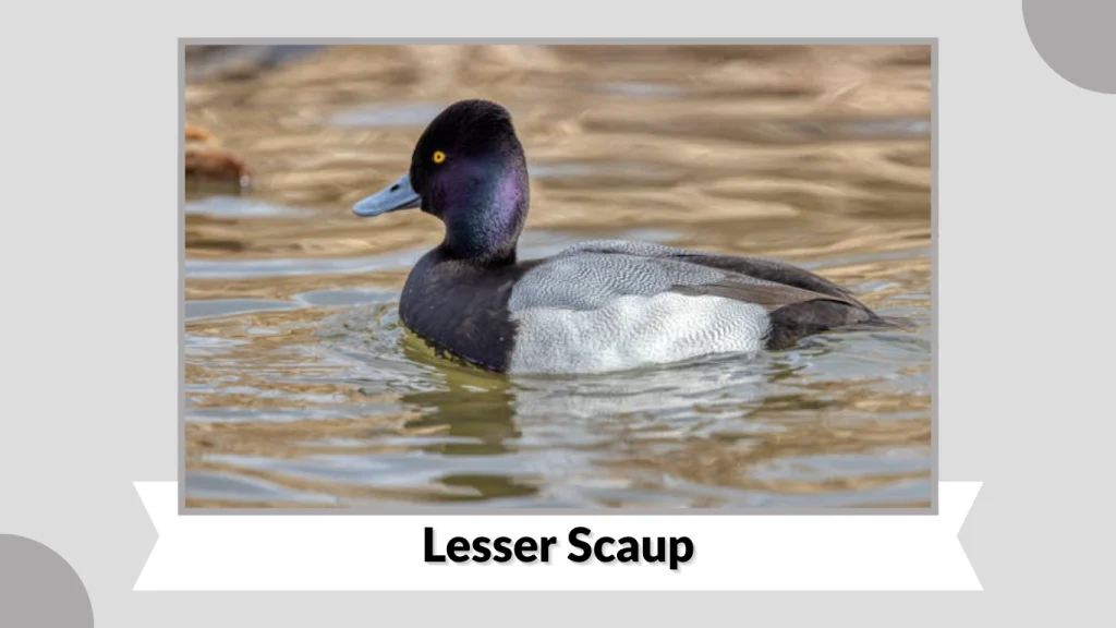 Lesser Scaup