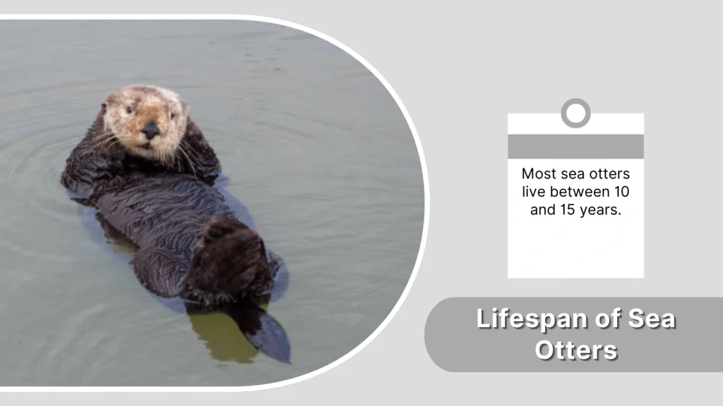Lifespan of Sea Otters