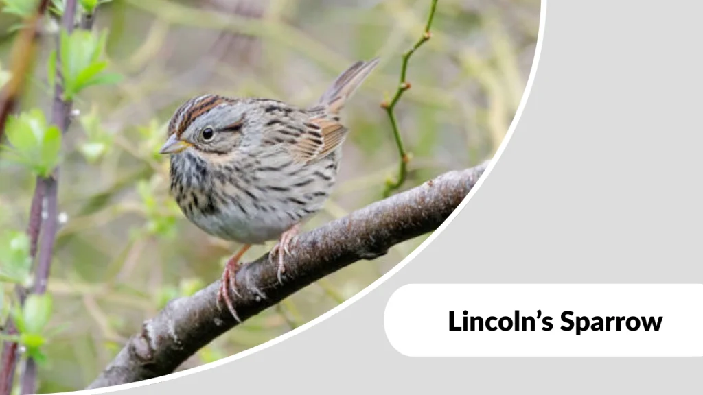 Lincoln’s Sparrow