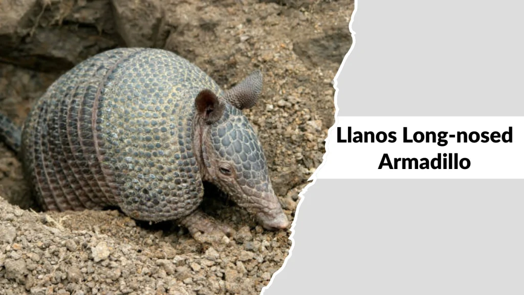 Llanos Long-nosed Armadillo