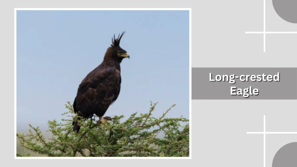Long-crested Eagle