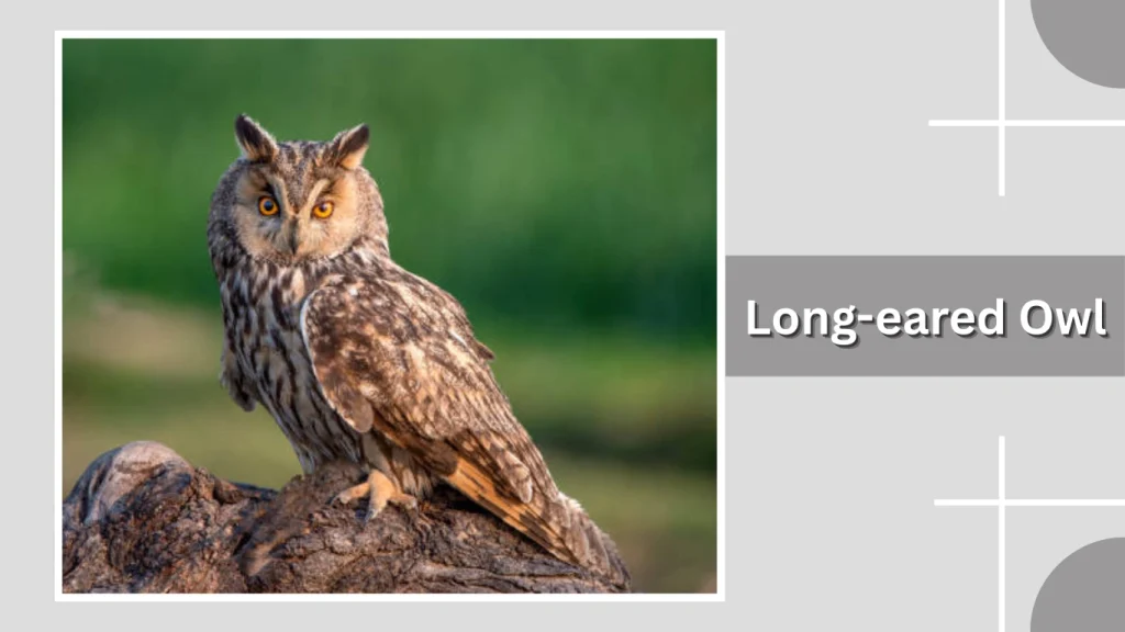 Long-eared Owl