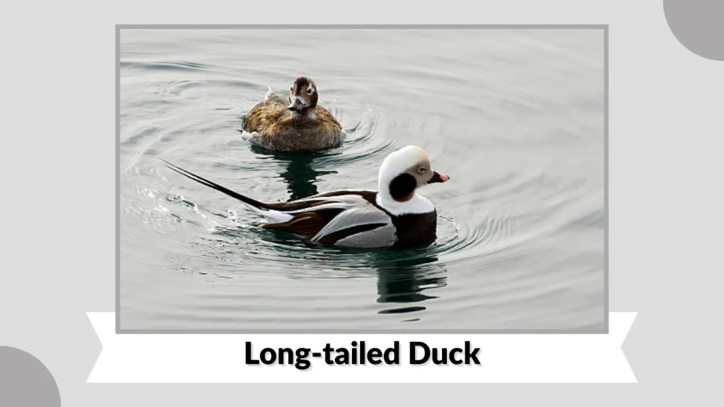 Long-tailed Duck
