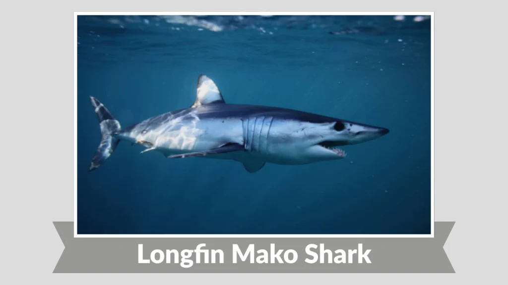 Longfin Mako Shark
