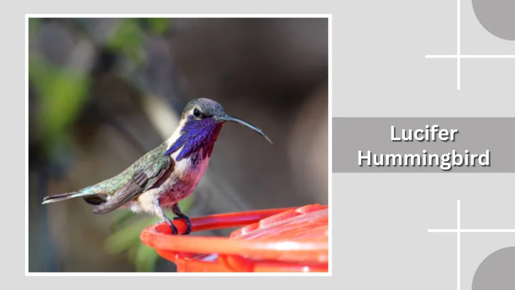 Lucifer Hummingbird