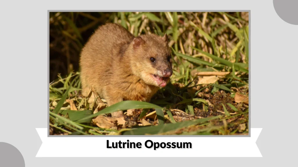 Lutrine Opossum