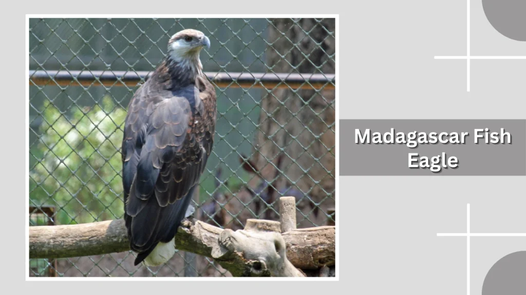Madagascar Fish Eagle