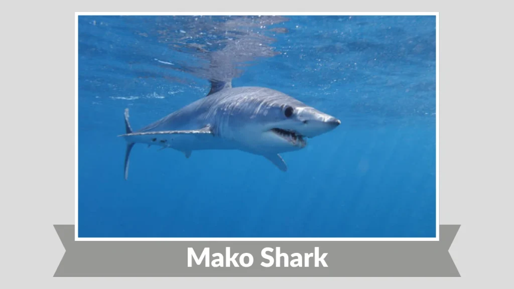Mako Shark