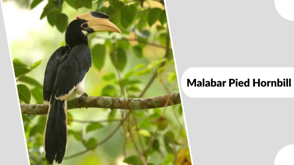 Malabar Pied Hornbill