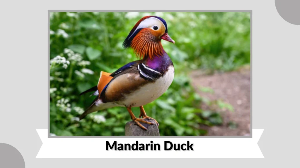 Mandarin Duck