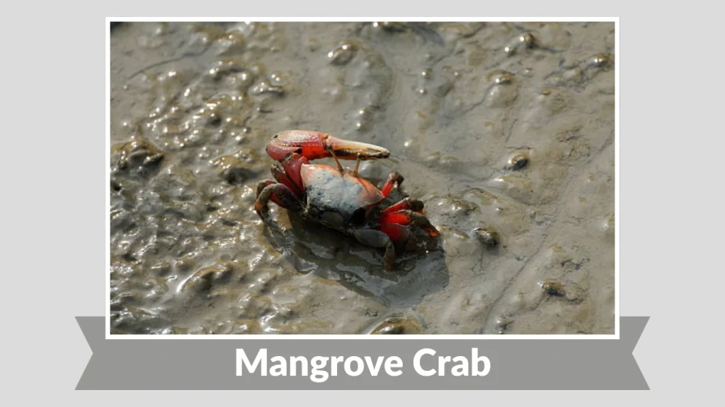 Mangrove Crab