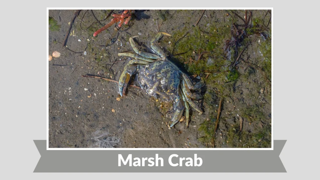 Marsh Crab