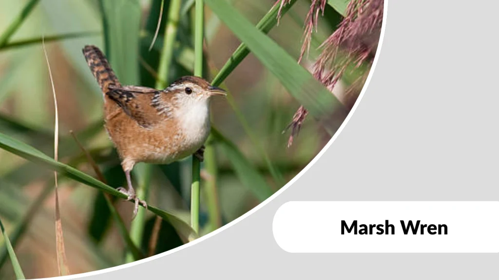 Marsh Wren