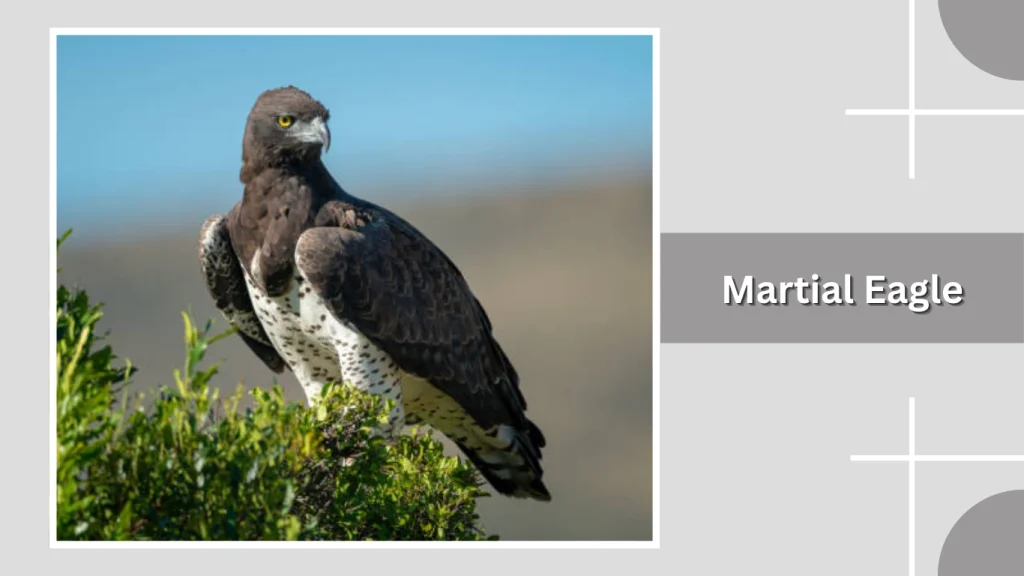 Martial Eagle