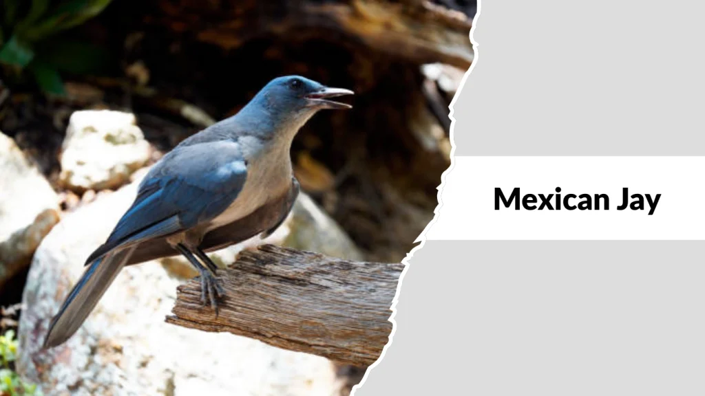 Mexican Jay