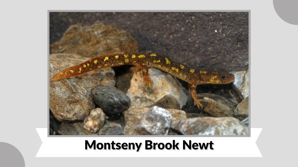 Montseny Brook Newt