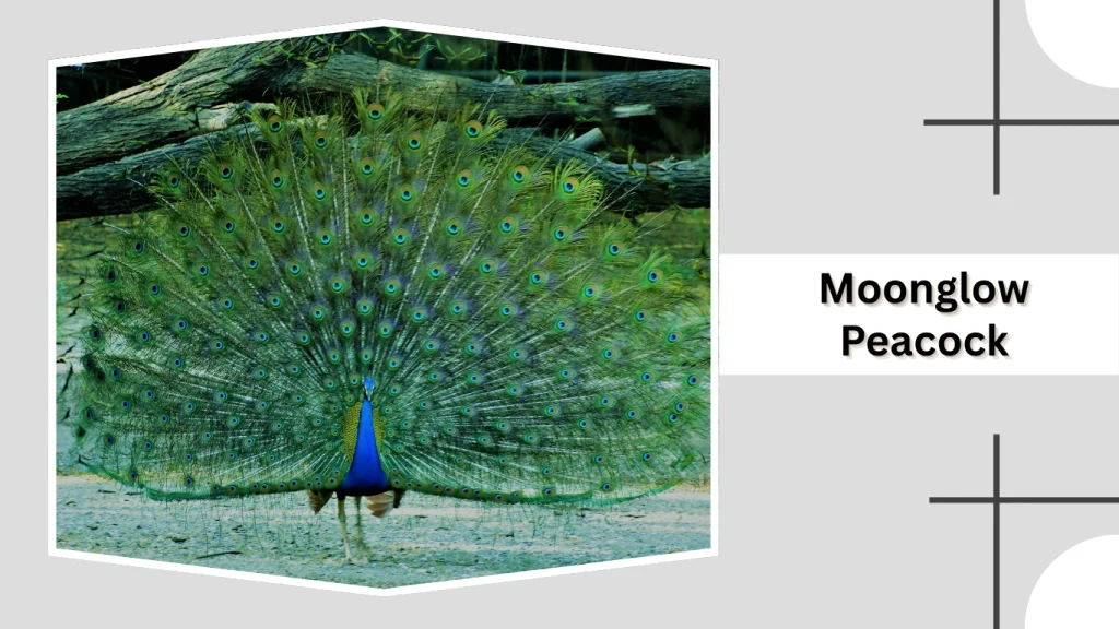 Moonglow Peacock