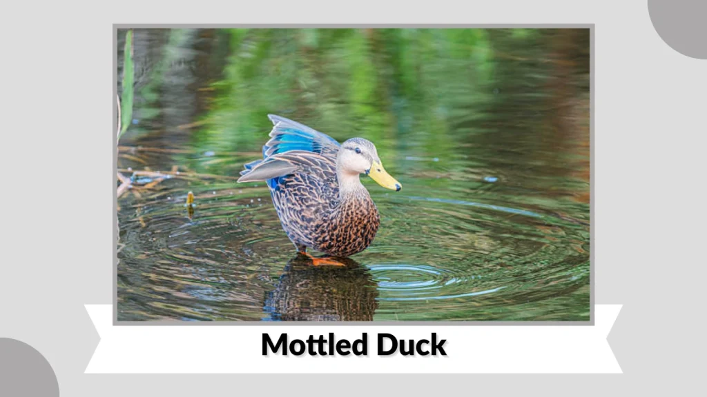 Mottled Duck
