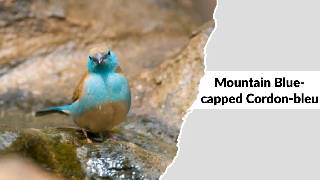 Mountain Blue-capped Cordon-bleu