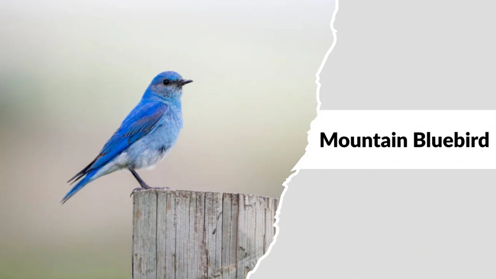 Mountain Bluebird