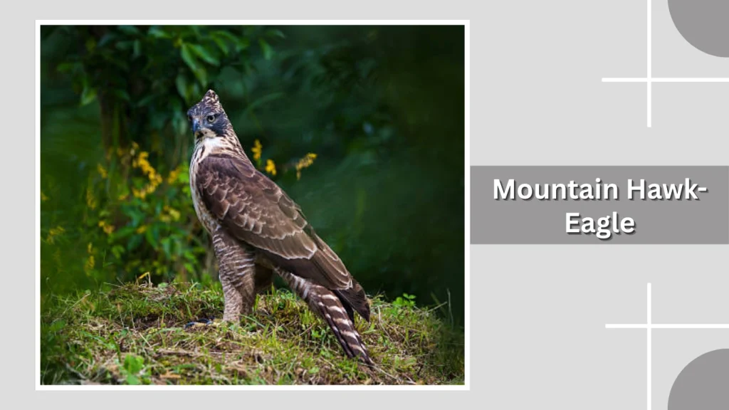 Mountain Hawk-Eagle
