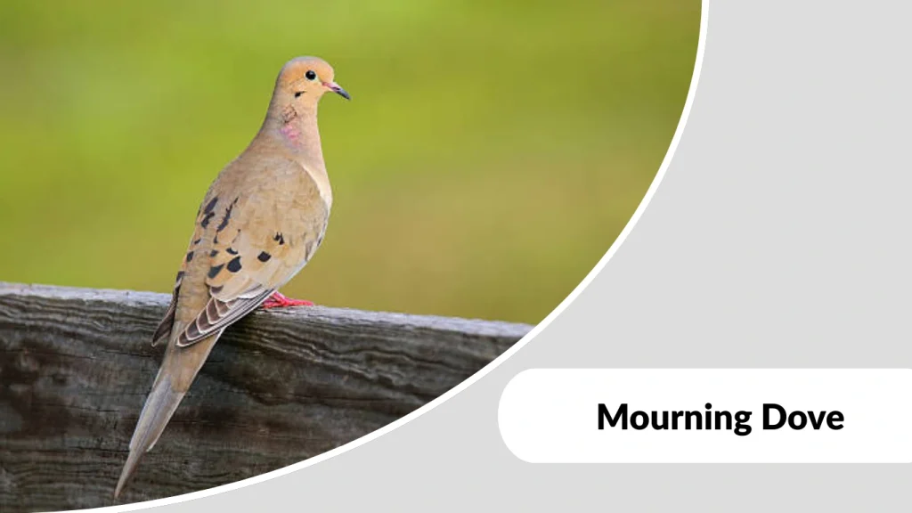 Mourning Dove