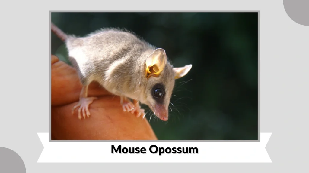 Mouse Opossum