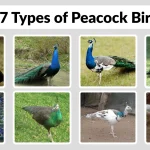 27 Types of Peacock Bird Species Identification with Pictures