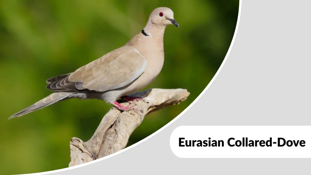 Eurasian Collared-Dove
