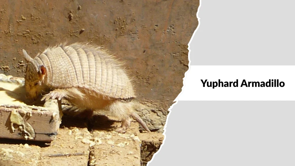 Yuphard Armadillo