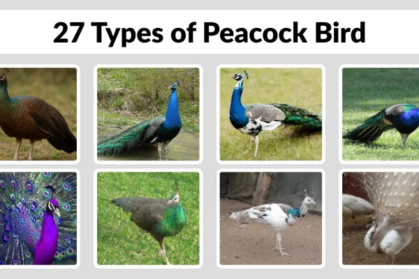 27 Types of Peacock Bird Species Identification with Pictures