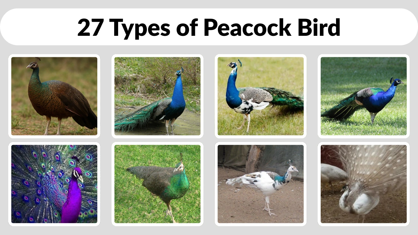 27 Types of Peacock Bird Species Identification with Pictures