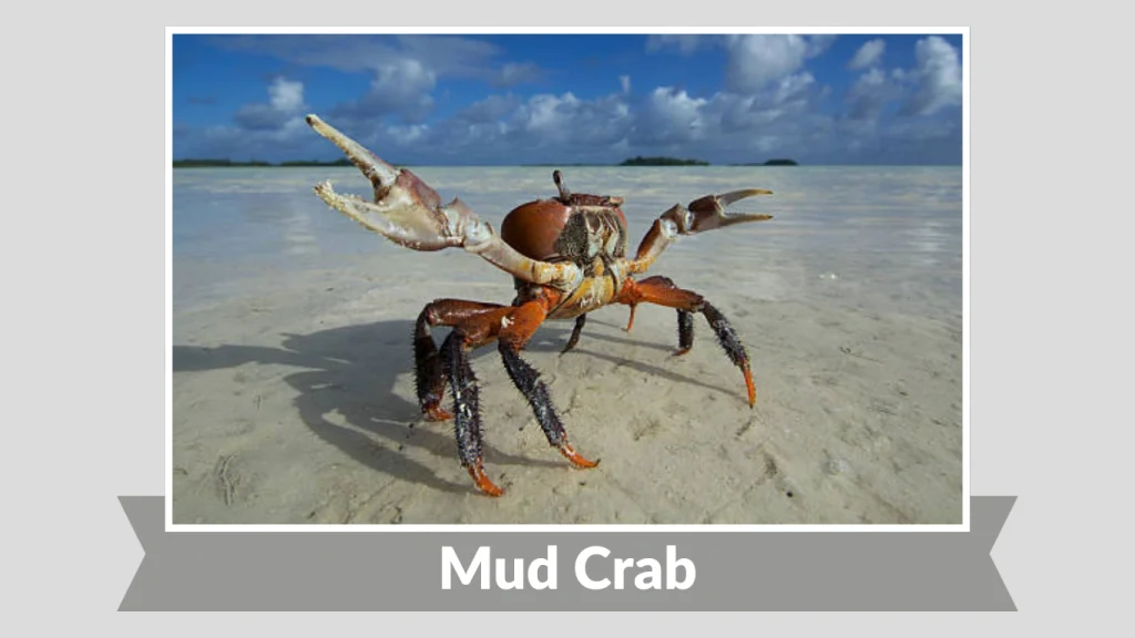 Mud Crab