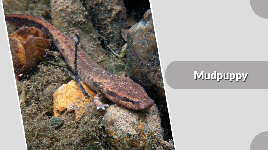 Mudpuppy