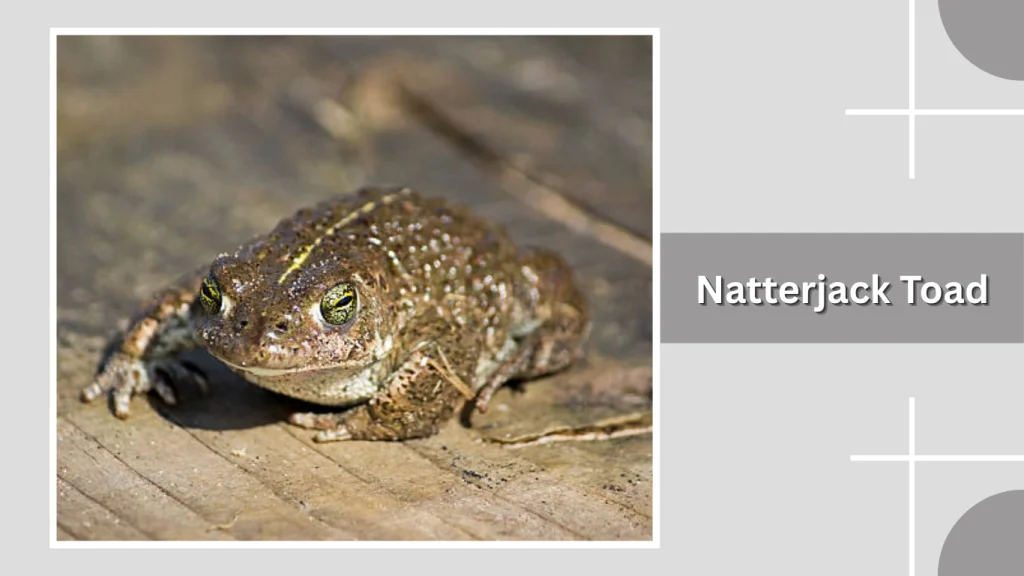 Natterjack Toad