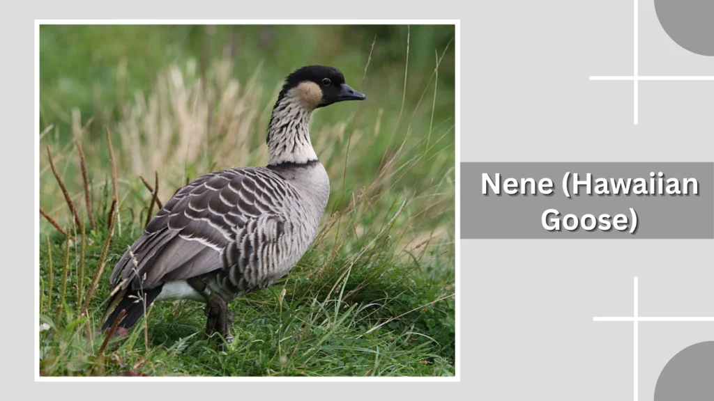 Nene (Hawaiian Goose)