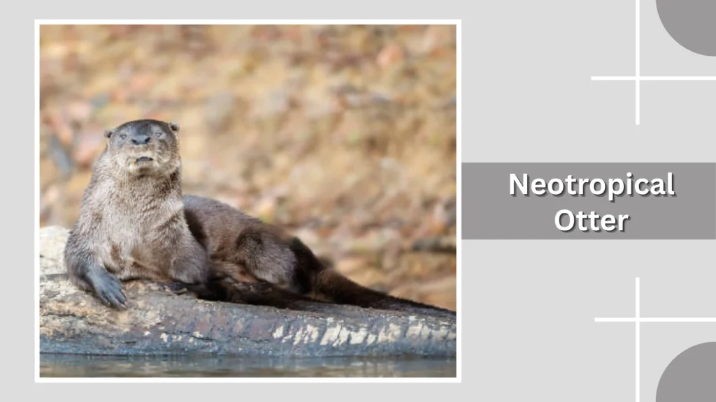Neotropical Otter