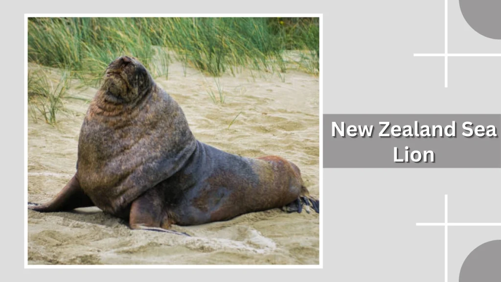 New Zealand Sea Lion
