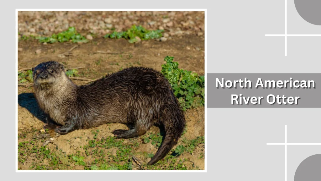 North American River Otter