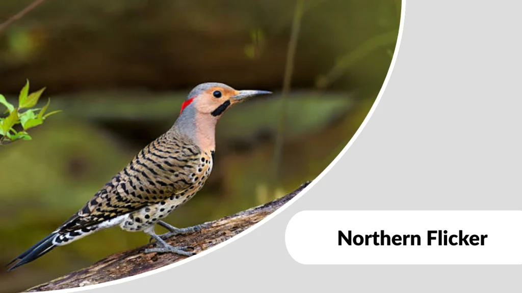 Northern Flicker