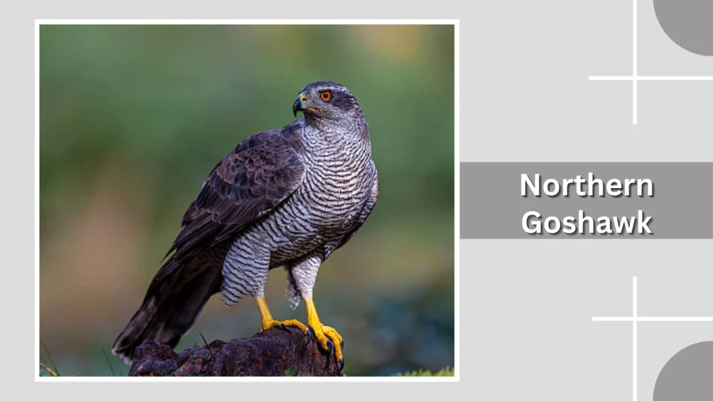 Northern Goshawk