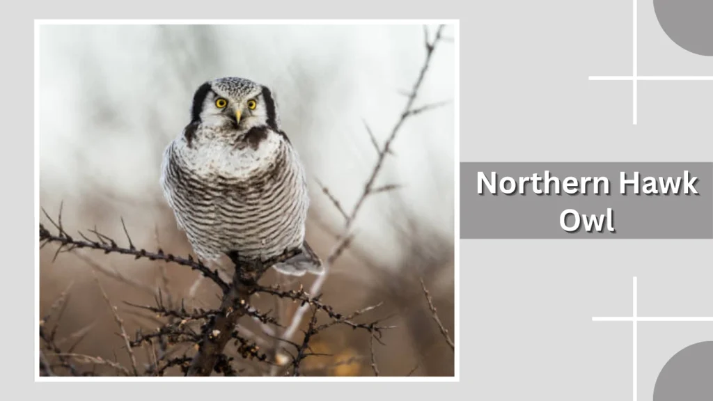Northern Hawk Owl