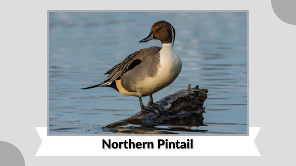 Northern Pintail