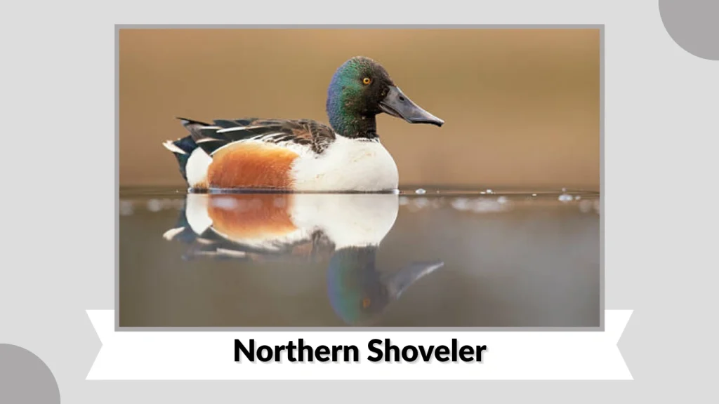 Northern Shoveler