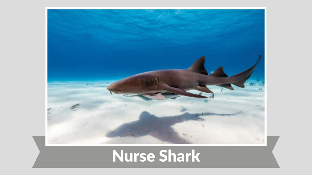 Nurse Shark