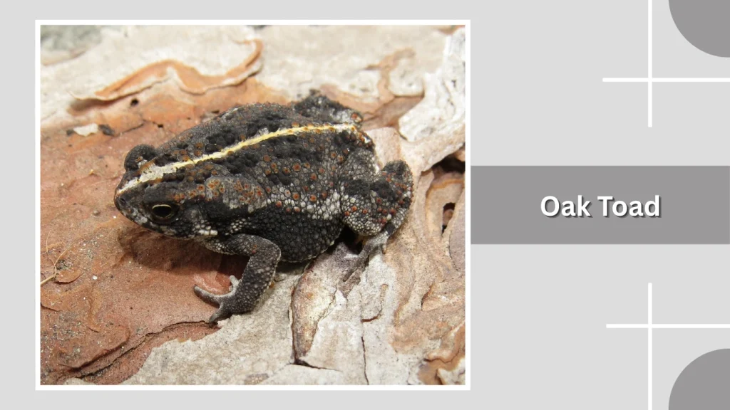 Oak Toad