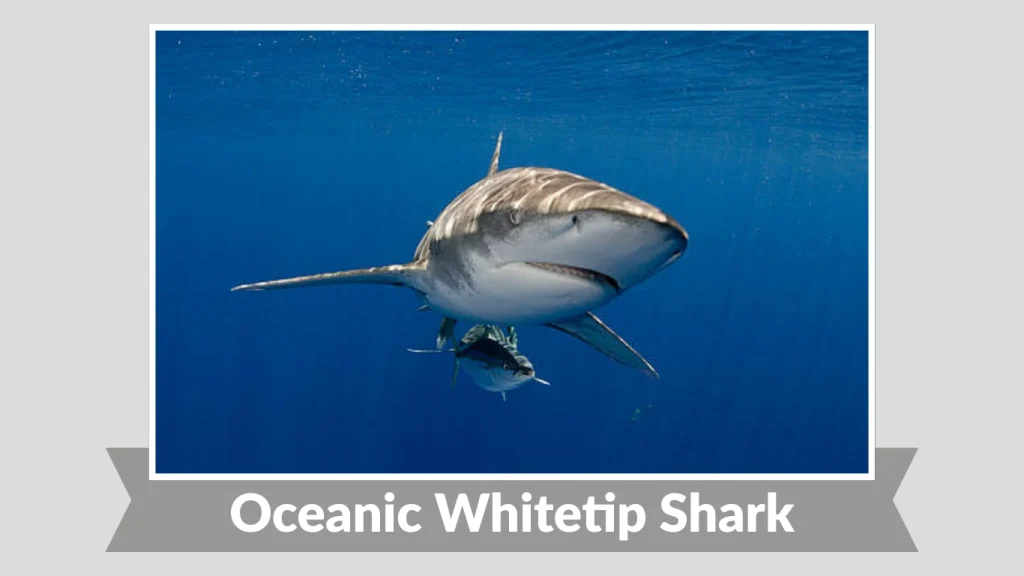 Oceanic Whitetip Shark